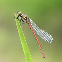 Large Red Damselfly 1 OLYMPUS DIGITAL CAMERA